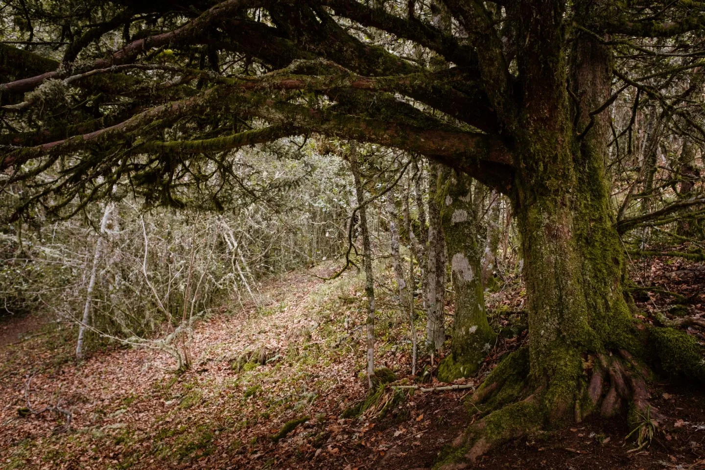 Bosque milenario de tejos en Rioscuro, Valle de Laciana